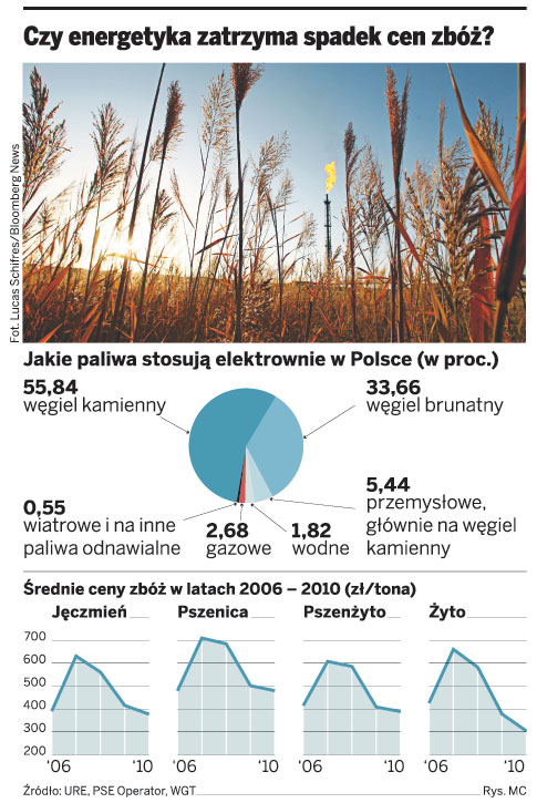 Owies i żyto zastąpią węgiel w polskich elektrowniach?