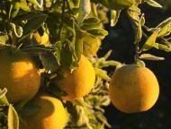Cena soku pomarańczowego wzrośnie z powodu słabych zbiorów cytrusów w Brazylii