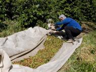 Susza niszczy uprawy w kraju, który jest największym na świecie producentem cukru, soku pomarańczowego i kawy, a ceny tych towarów na giełdzie idą mocno w górę.