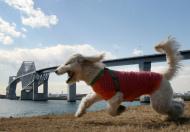 Tokyo Gate Bridge - "most dinozaur" w Tokio (ZDJĘCIA)